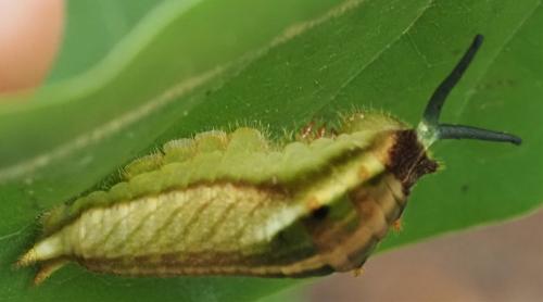 Réf. 323 593 : Graphium sp.